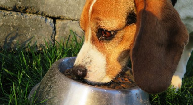 Cane: i migliori cibi per il nostro amico a 4 zampe