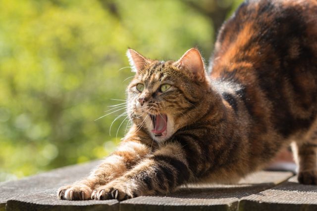 croccantini gatto
