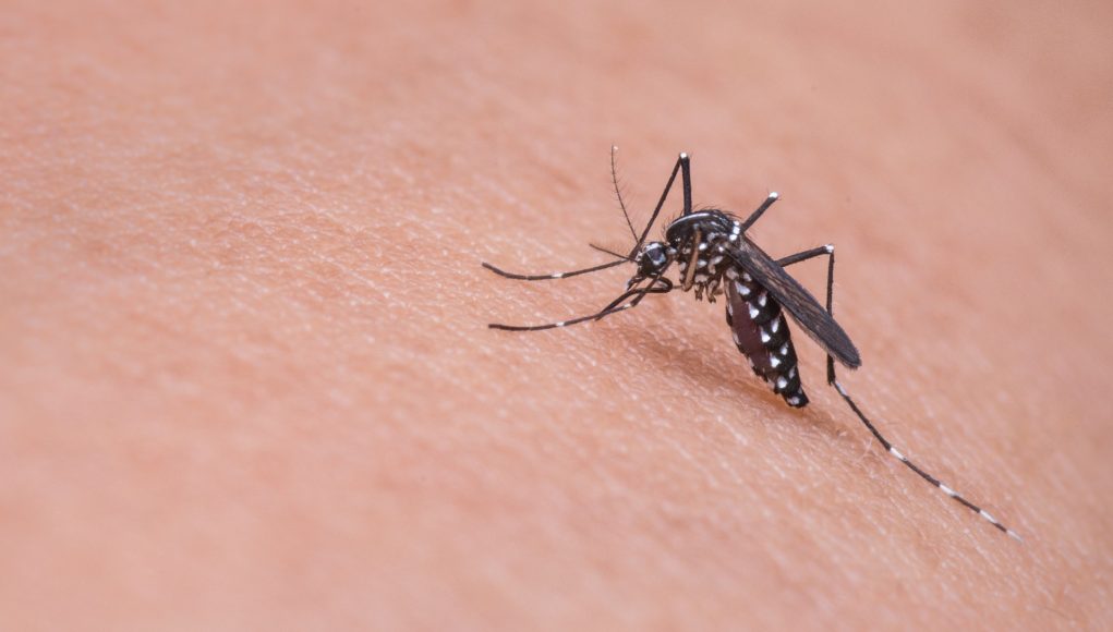 Repellente per zanzare come scegliere il migliore per un\u0027estate senza punture