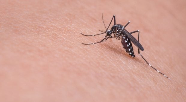 Repellente per zanzare: come scegliere il migliore per un estate senza punture