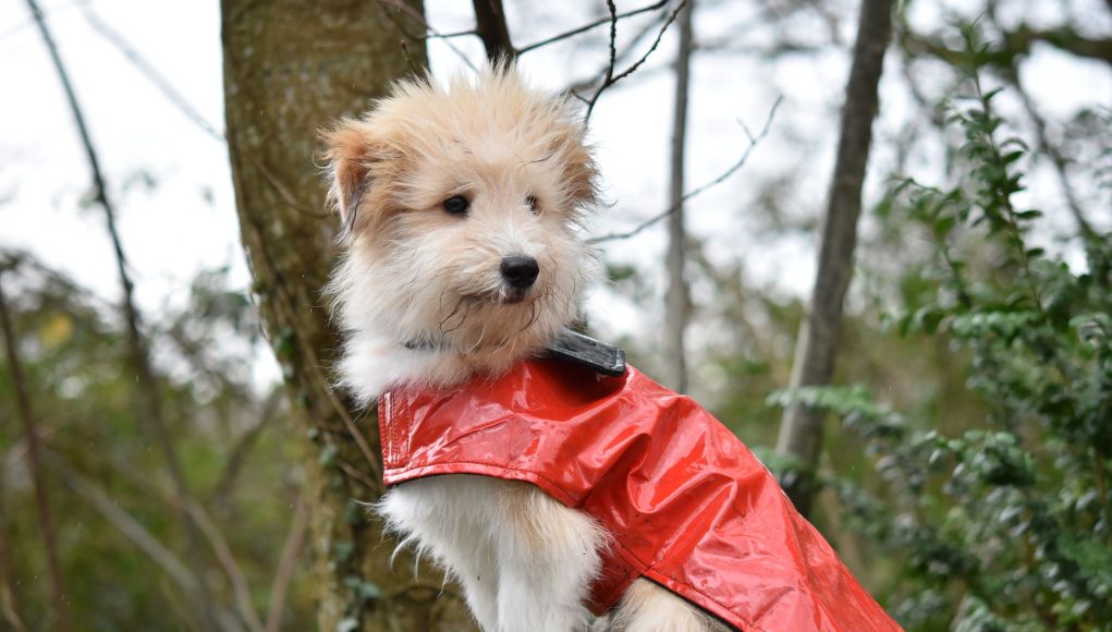 cappottini per cani