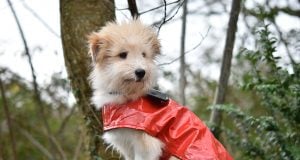 cappottini per cani