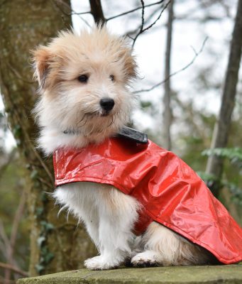 cappottini per cani