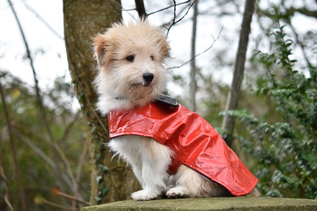 cappottini per cani