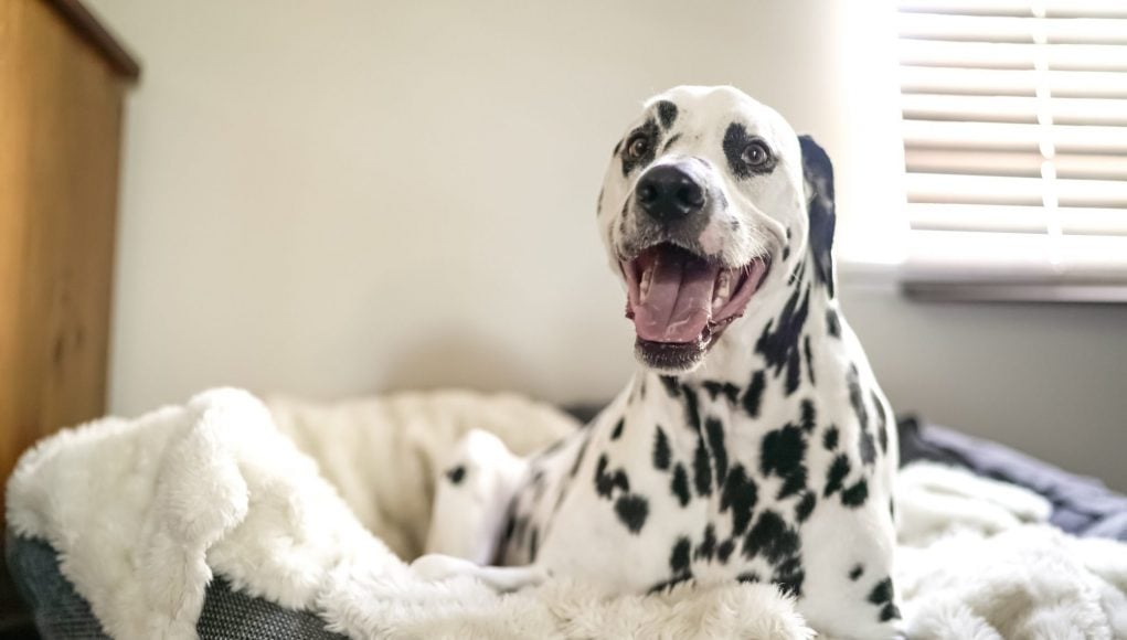 cuccia per cane