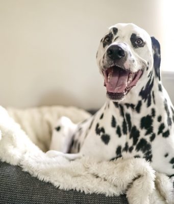 cuccia per cane