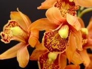 orchidee