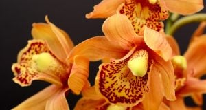 orchidee