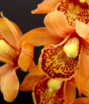 orchidee