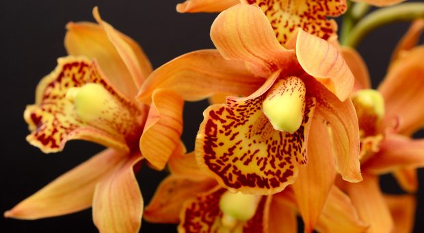 Orchidee: 5 prodotti per coltivare e curare questa splendida pianta
