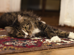 Lavatappeti: strumenti indispensabili per la cura e l’igiene di tappeti e moquette lavatappeti