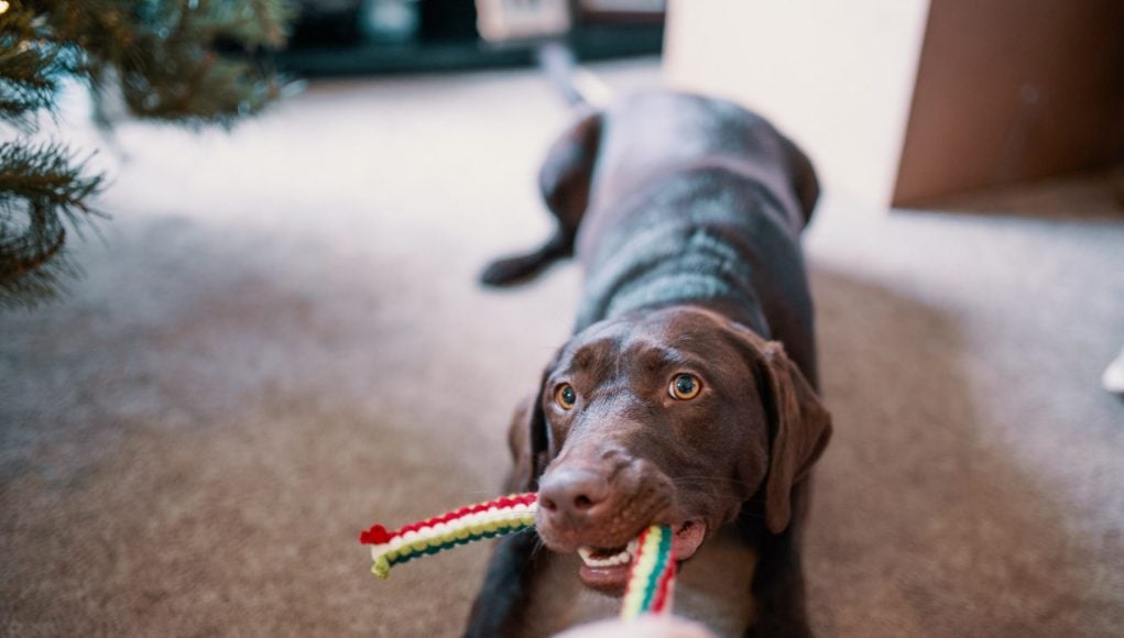 giochi per cani