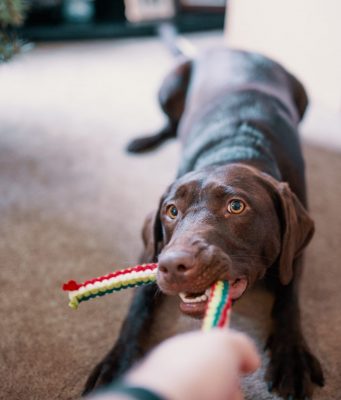 giochi per cani