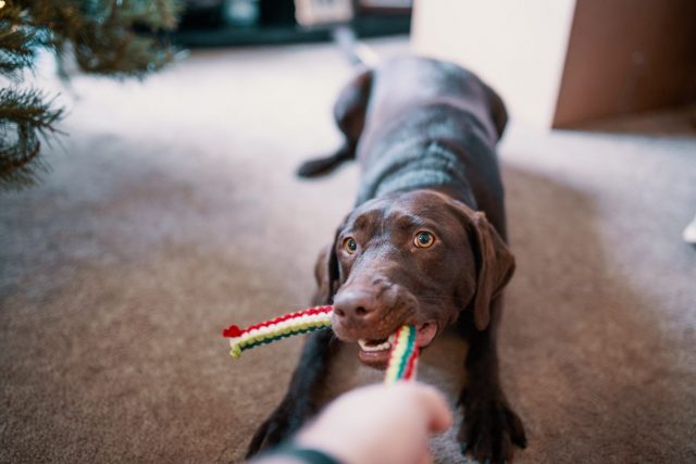 giochi per cani