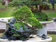 bonsai