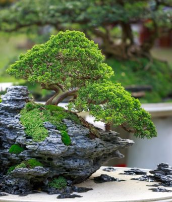 bonsai