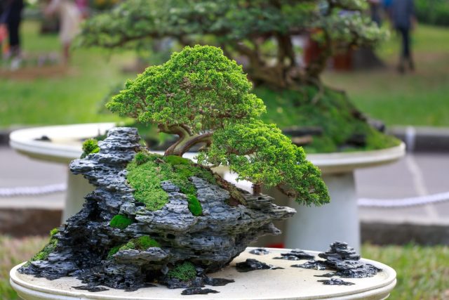 bonsai