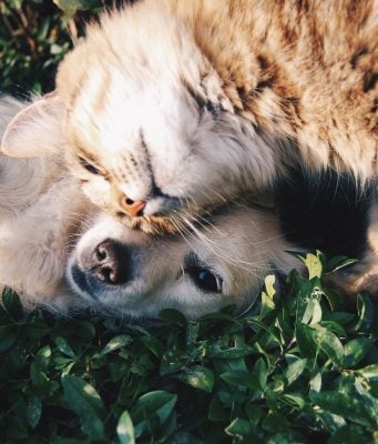 spazzola per cani