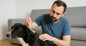 Antiparassitario per cani