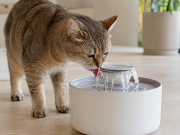 Migliori fontanelle per gatti: i 10 modelli più consigliati migliori fontanelle per gatti