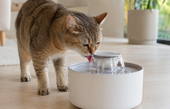 Migliori fontanelle per gatti: i 10 modelli più consigliati migliori fontanelle per gatti